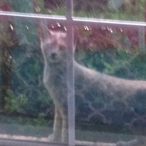 Meet your Posher, Marilyn